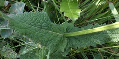 Salvia sclareoides