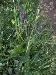 Salvia sclareoides