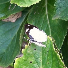 Dynamine coenus coenus