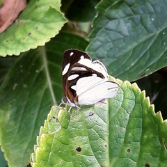 Dynamine coenus coenus