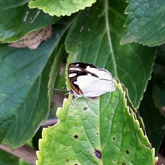 Dynamine coenus coenus