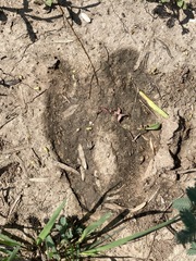 Boselaphus tragocamelus