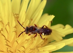 Nomada denticulata