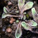 Purple Crystalwort - Photo (c) Samuel Brinker, some rights reserved (CC BY-NC), uploaded by Samuel Brinker