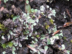 Riccia beyrichiana