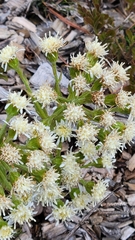 Petasites frigidus palmatus