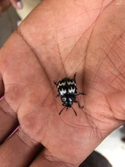 Leptinotarsa lacerata