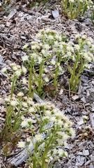 Petasites frigidus palmatus