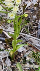 Petasites frigidus palmatus