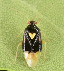 Tropidosteptes
