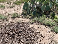 Boselaphus tragocamelus