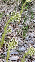 Petasites frigidus palmatus