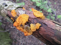 Tremella mesenterica
