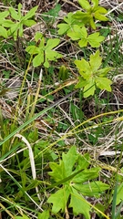 Petasites frigidus palmatus