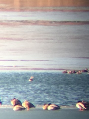 Podiceps auritus
