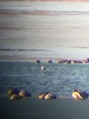 Podiceps auritus