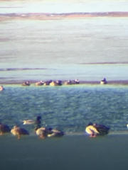 Podiceps auritus