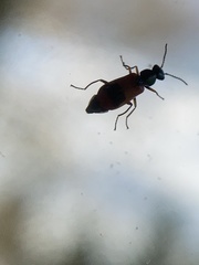 Anthocomus