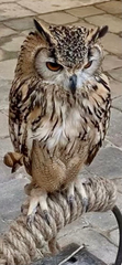 Bubo