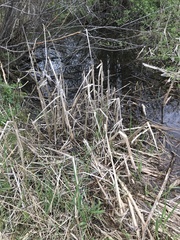 Coremiella cubispora