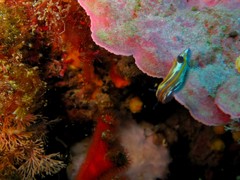 Felimare fontandraui