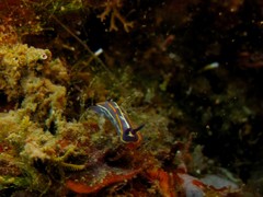 Felimare fontandraui