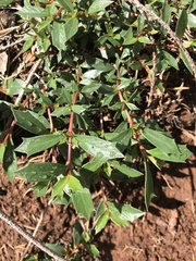 Ceanothus prostratus