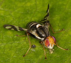 Rhagoletis striatella