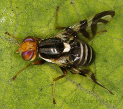 Rhagoletis striatella