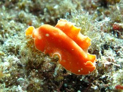 Yungia aurantiaca