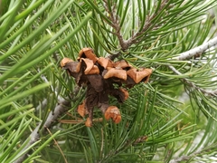 Pinus remota