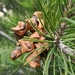 Pinus remota - Photo (c) Carlos G Velazco-Macias, μερικά δικαιώματα διατηρούνται (CC BY-NC), uploaded by Carlos G Velazco-Macias