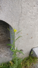 Brassicaceae