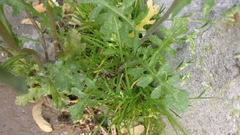 Brassicaceae