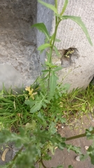 Brassicaceae