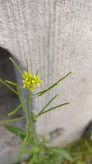 Brassicaceae
