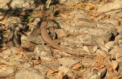 Sceloporus edbelli