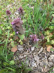 Lamium purpureum