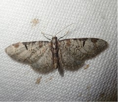 Eupithecia insigniata