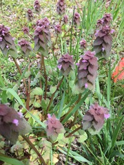 Lamium purpureum