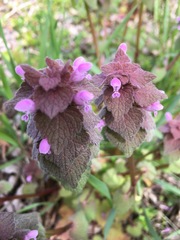 Lamium purpureum