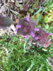 Lamium purpureum