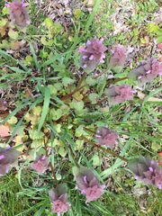 Lamium purpureum