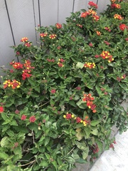 Lantana camara