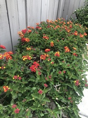 Lantana camara
