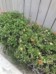 Lantana camara