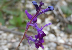 Linaria elegans