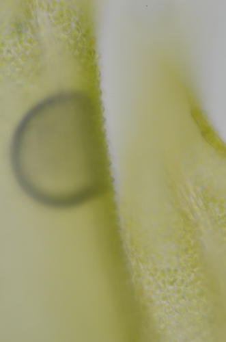 Image of Claopodium whippleanum by no rights reserved