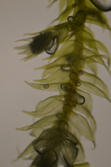 Claopodium whippleanum