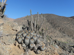 Copiapoa gigantea